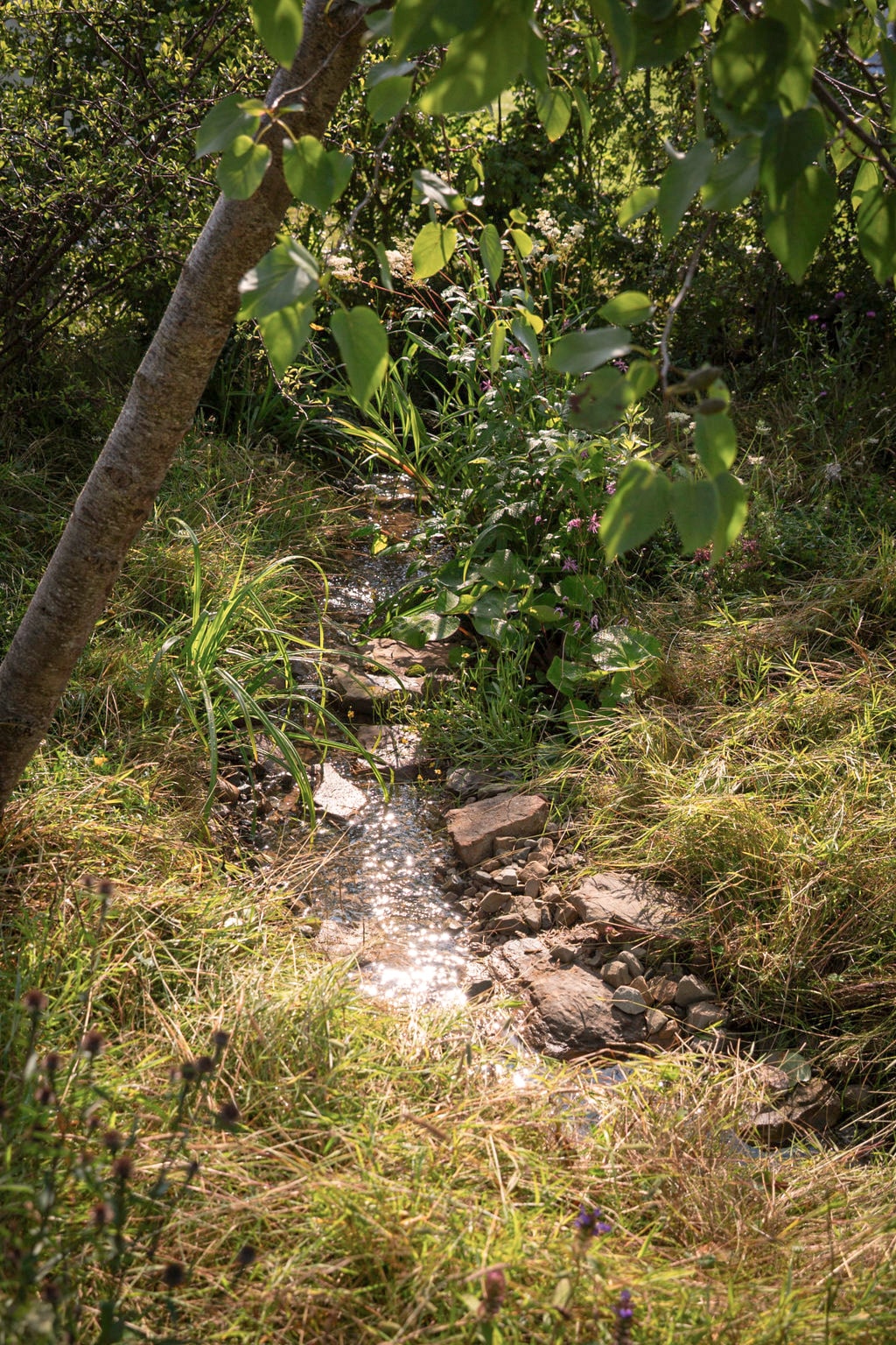 Woodland Trust: 49% Garden hero image